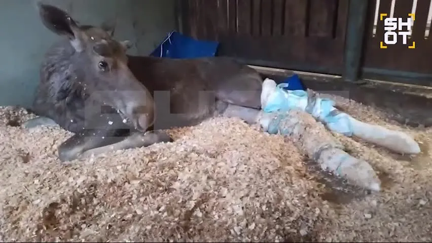 Нажми и смотри