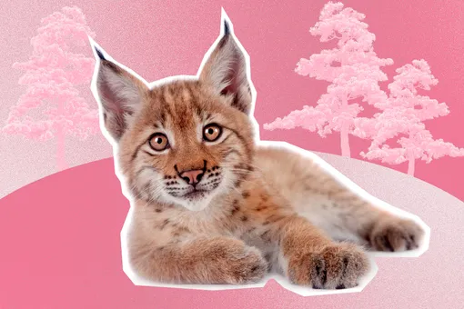 Приютил и назвал Кирой: россиянин спас в тайге раненого рысёнка Приютил и назвал Кирой: россиянин спас в тайге раненого рысёнка