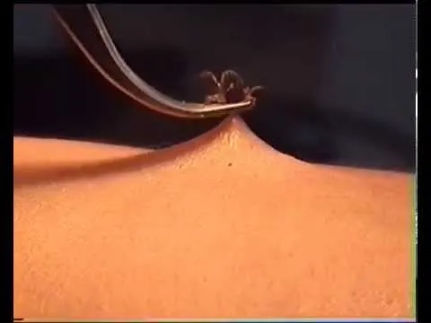 Нажми и смотри Нажми и смотри