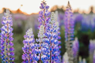 Люпин — многолетний король сада: правила выращивания и ухода в 2026 году