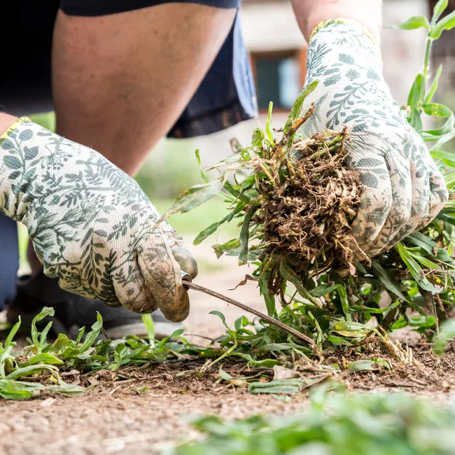 Уксус, мыло и паяльная лампа: садоводы назвали проверенные способы борьбы с сорняками