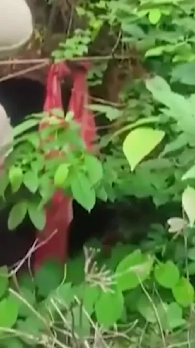 Нажми и смотри