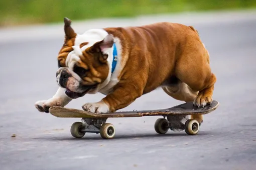 Как научить собаку ездить на скейтборде и нужно ли это делать Как научить собаку ездить на скейтборде и нужно ли это делать
