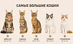 Самые большие породы домашних кошек в мире Самые большие породы домашних кошек в мире