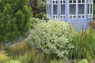 Не доставит хлопот и порадует своей красотой: как вырастить дёрен в саду Не доставит хлопот и порадует своей красотой: как вырастить дёрен в саду