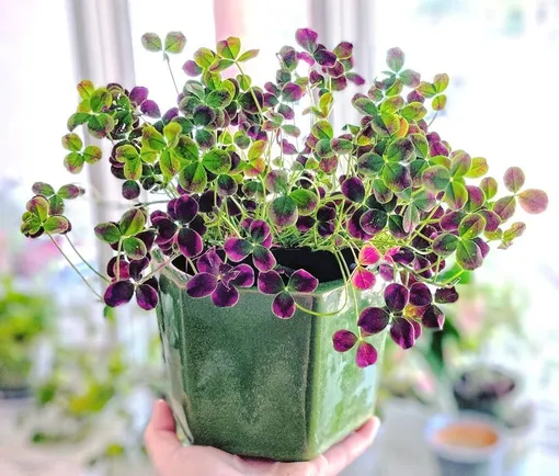 Почему стоит посадить оксалис дома: 5 основных причин Почему стоит посадить оксалис дома: 5 основных причин