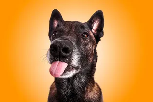 Почему собака вылизывает себя по ночам? Эти и другие странные действия, которые мешают спать хозяину