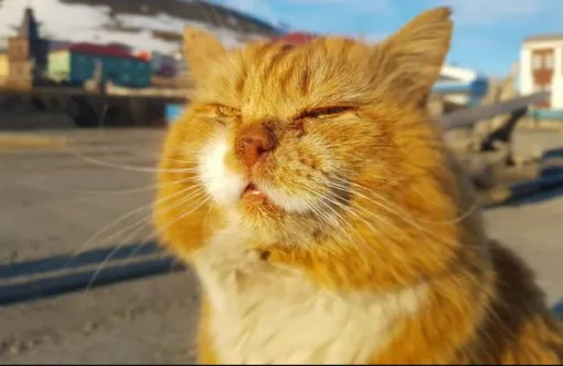 кот на шпицбергене