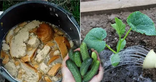 Народное удобрение для продления плодоношения огурцов Народное удобрение для продления плодоношения огурцов