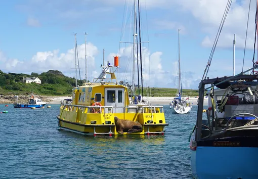 морж отдыхает на лодке