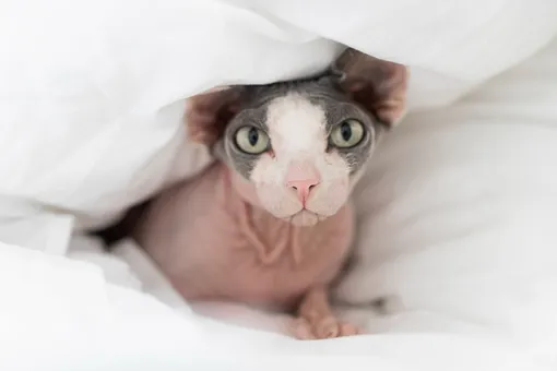 Почему кошка смотрит на вас, когда вы спите?