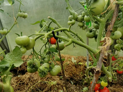 Почему ломаются кусты томатов Почему ломаются кусты томатов