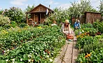 Уход за клубникой в мае: 6 шагов к крупному урожаю