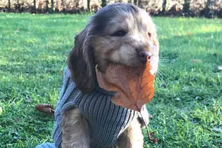 Знакомьтесь, Винни! В Великобритании родился спаниель с глазами принцессы Диснея