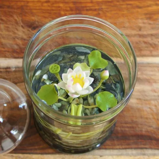 Вазы с живыми водными растениями (лотос, гидропоника) Вазы с живыми водными растениями (лотос, гидропоника)