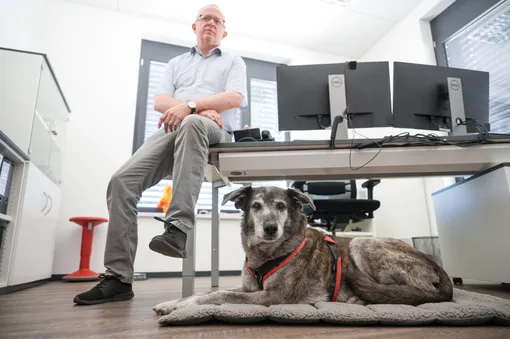 Собаки в офисе: лучшее решение или прихоть? Собаки в офисе: лучшее решение или прихоть?