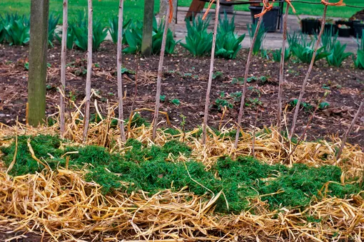В некоторых случаях при мульчировании малинника к соломе добавляют еще и скошенную траву с газона.