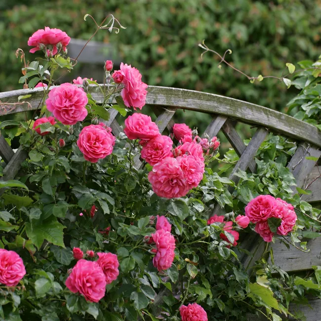 Нарядная и неприхотливая: создаём ленточную клумбу вдоль забора дачного участка