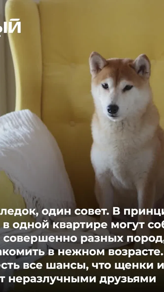 Нажми и смотри