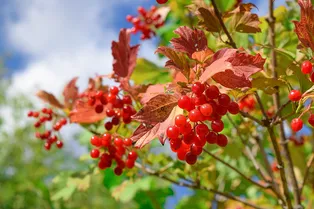 Зачем девушки на Руси на Калинов день соком умывались