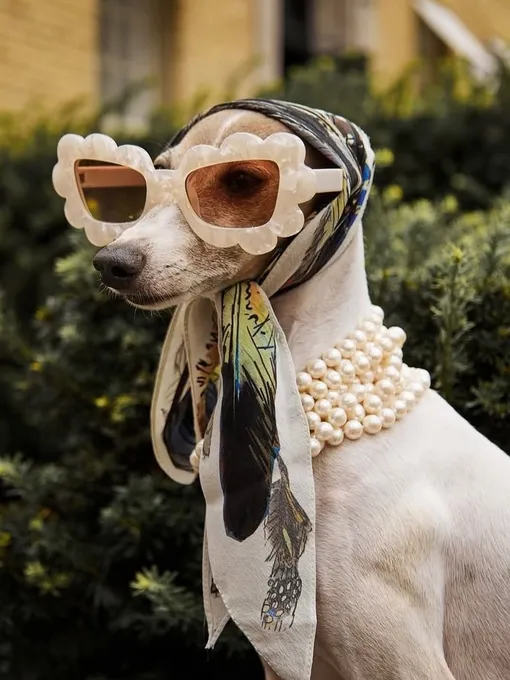 собака в очках