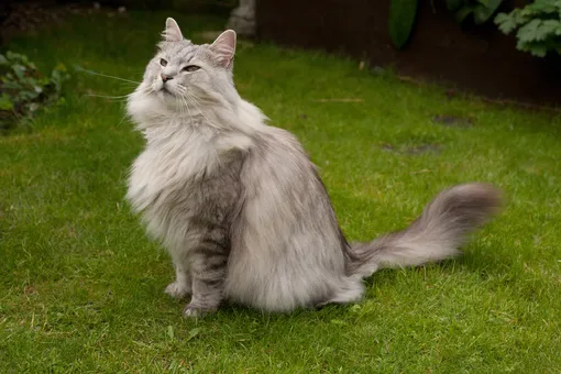 Норвежская лесная кошка Самые большие кошки фото Норвежская лесная кошка
