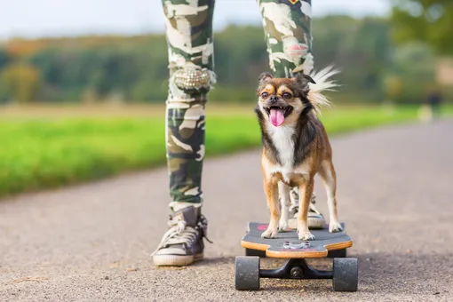 Как научить собаку ездить на скейтборде и нужно ли это делать Как научить собаку ездить на скейтборде и нужно ли это делать