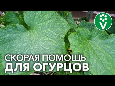 Нажми и смотри