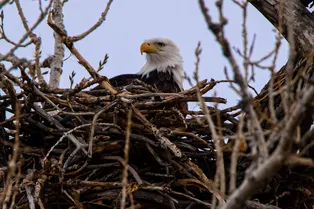 Мамы невероятные: орлица отказалась покидать гнездо даже, когда ее засыпал снег Мамы невероятные: орлица отказалась покидать гнездо даже, когда ее засыпал снег