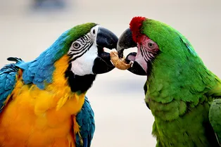 Попугаи научились тратить деньги и поддерживать разорившихся собратьев