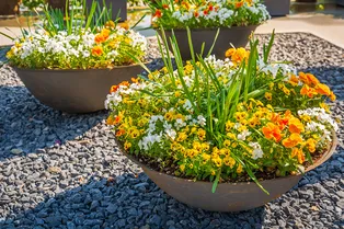 Пора готовиться: 4 тренда в садоводстве, которые будут популярными в 2026 году