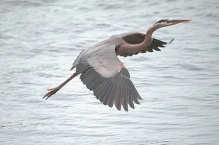 «Чудесно спасти живое существо»: парень освободил застрявшую насмерть цаплю