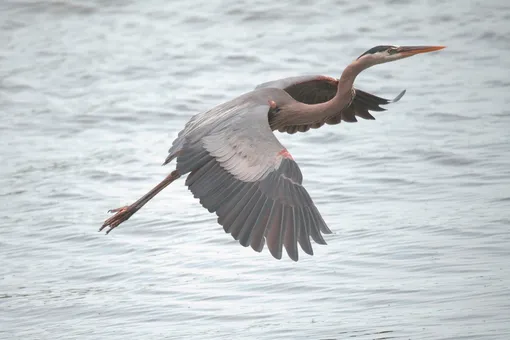 «Чудесно спасти живое существо»: парень освободил застрявшую насмерть цаплю