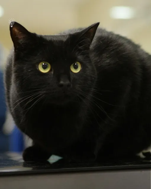 Томмасо Томмасо