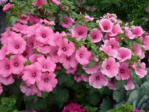 Лаватера Лаватера