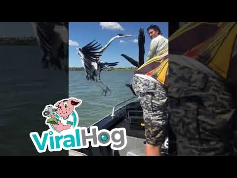 Нажми и смотри