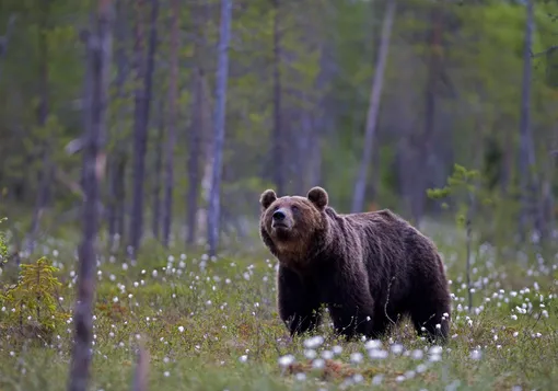 Бурый медведь