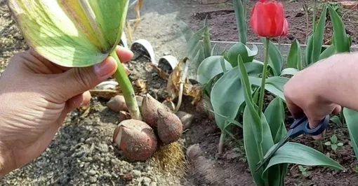Нужно ли выкапывать луковицы тюльпанов после цветения Нужно ли выкапывать луковицы тюльпанов после цветения