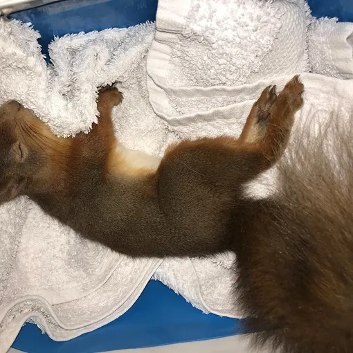 бельчонок бельчонок