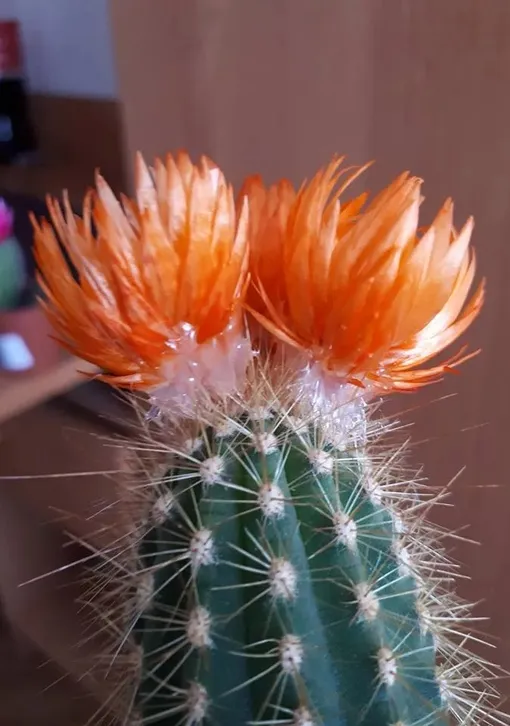 Что делать, если вы уже купили кактус с искусственным цветком Что делать, если вы уже купили кактус с искусственным цветком