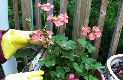 обрезки герани обрезки герани