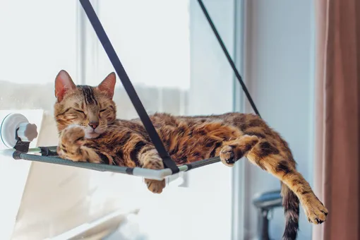 Бенгальская кошка