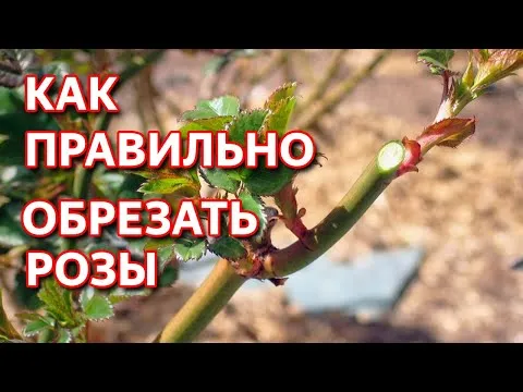 Нажми и смотри