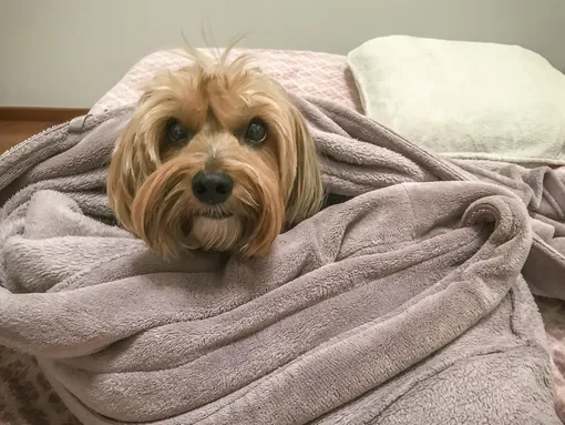 5 решений, как сохранить чистой собаку и квартиру, фото