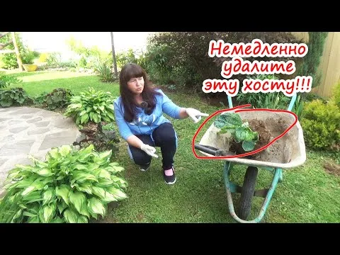 Нажми и смотри