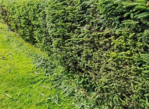 Как часто нужно подстригать живую изгородь