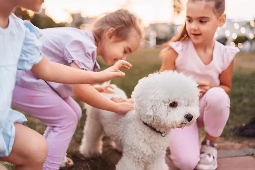 Бишон фризе Бишон фризе