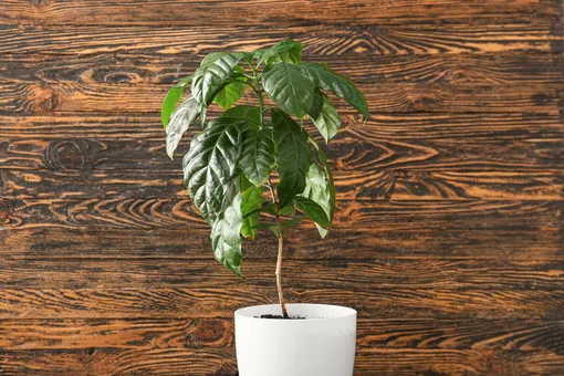 кофейное дерево