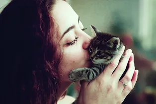 Хозяева целуют кошек и собак ради флешмоба. Реакция кошек смешит до слез Хозяева целуют кошек и собак ради флешмоба. Реакция кошек смешит до слез