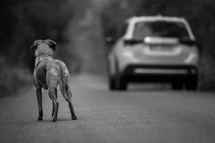 «Спасибо вам!»: приют поблагодарил хозяйку, бросившую собаку на улице